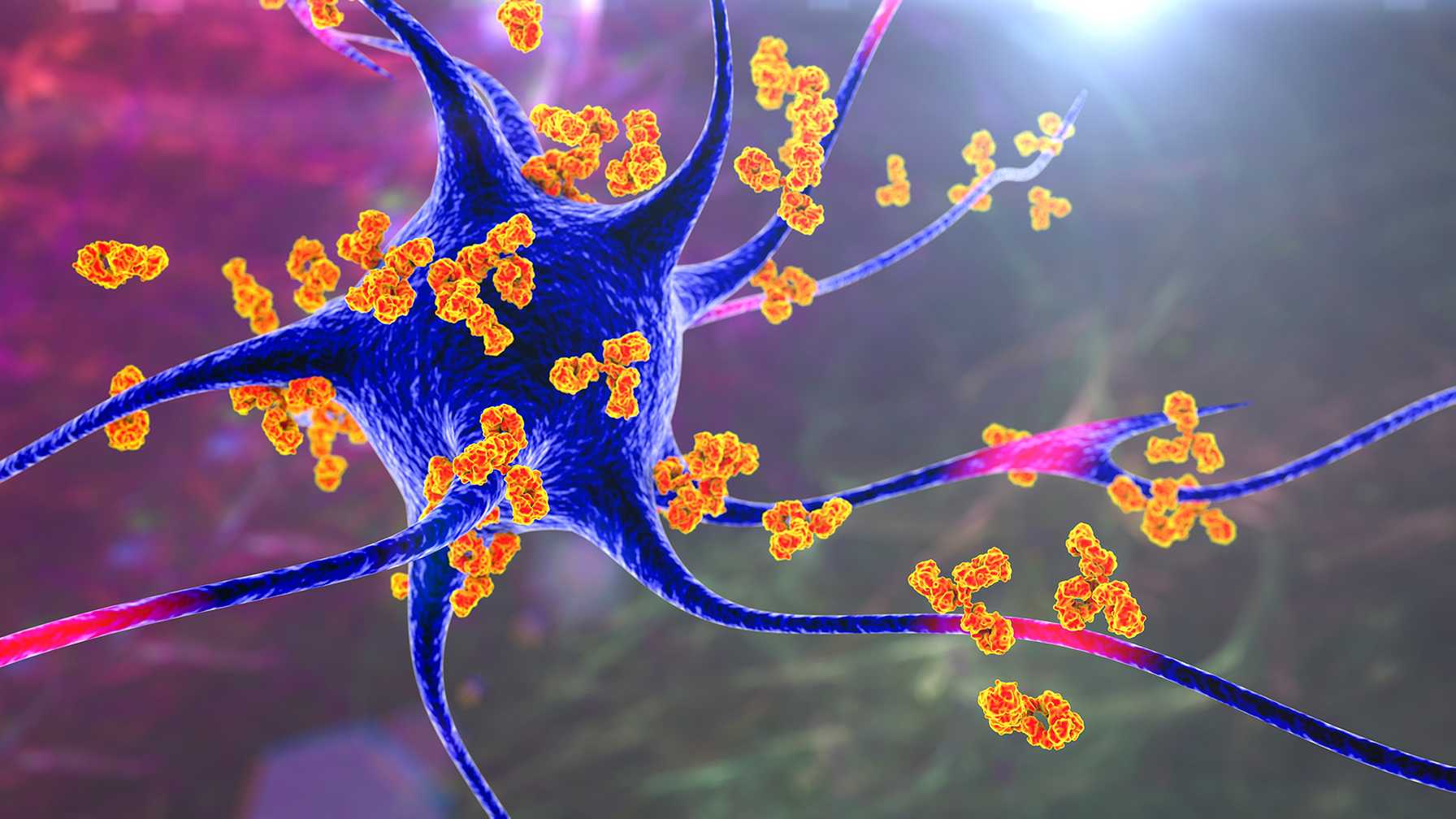 Novel Monoclonal Antibody May Offer Promise for the Treatment of Multiple Sclerosis (MS)